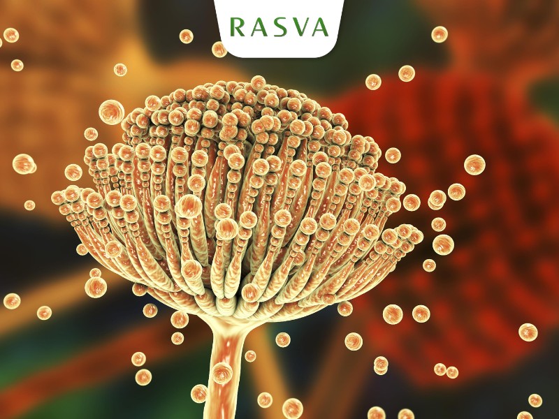 Chitosan Vegetal không gây dị ứng với cơ thể Chitosan Vegetal không gây dị ứng với cơ thể